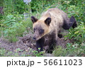 野生のヒグマ 56611023