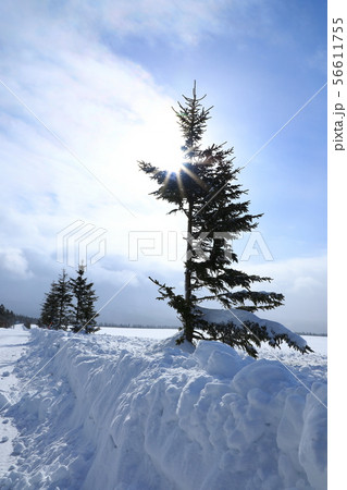 美瑛町　彩雲とまっすぐな雪道 56611755