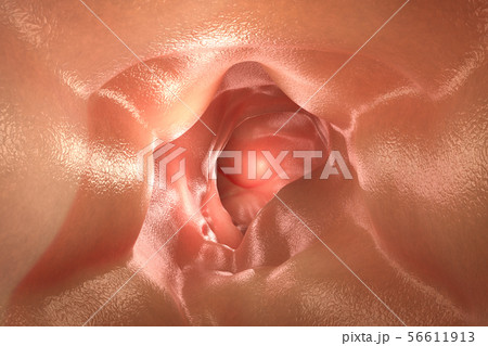 healthy intestine wall 56611913