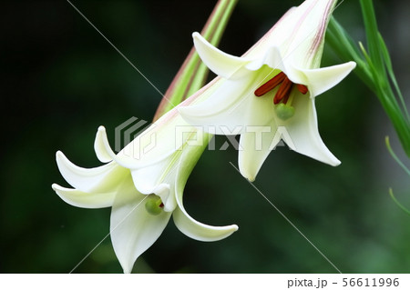 たかさごゆり 56611996