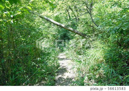 新緑の山道 新緑の山道 56613583
