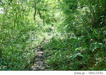 新緑の山道 56613591