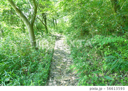 新緑の山道 56613593