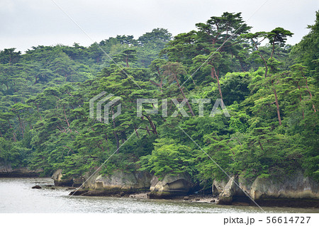 松島 56614727