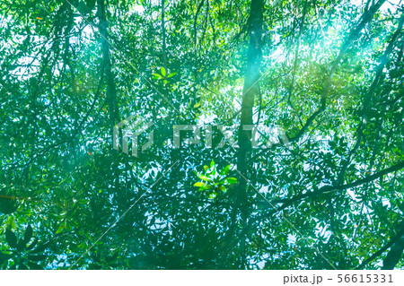 reflection of green trees in emerald water Tha Pom 56615331