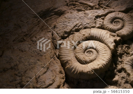 古代生物の化石の写真素材 [56615350] - PIXTA
