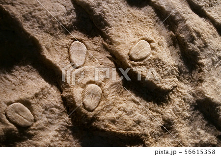古代生物の化石 古代生物の化石 56615358