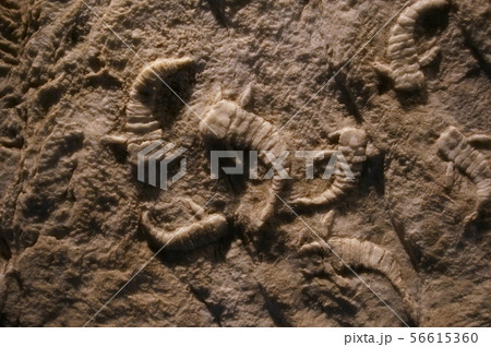 古代生物の化石 古代生物の化石 56615360