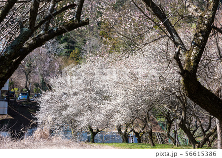 高尾梅郷 湯の花梅林 （東京都八王子市） 2019年3月 56615386