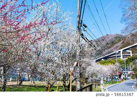 高尾梅郷 湯の花梅林 （東京都八王子市） 2019年3月 56615387