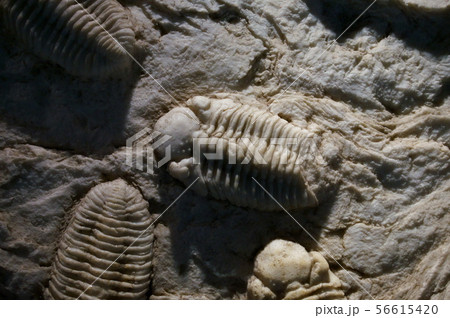 古代生物の化石 古代生物の化石 56615420