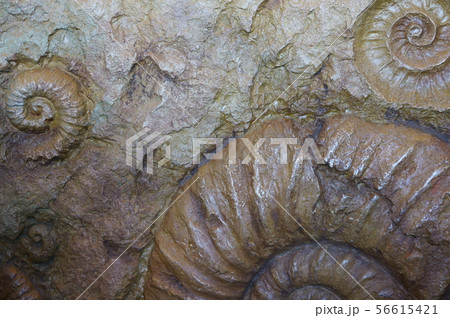 古代生物の化石 56615421