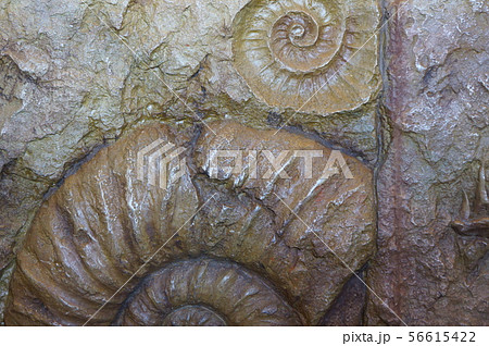 古代生物の化石の写真素材