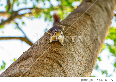 Little squirrel in the forest Little squirrel in the forest 56616115