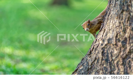 Little squirrel in the forest Little squirrel in the forest 56616122
