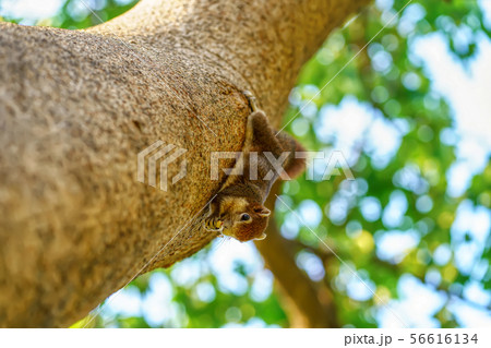 Squirrel eat nut on the tree Squirrel eat nut on the tree 56616134