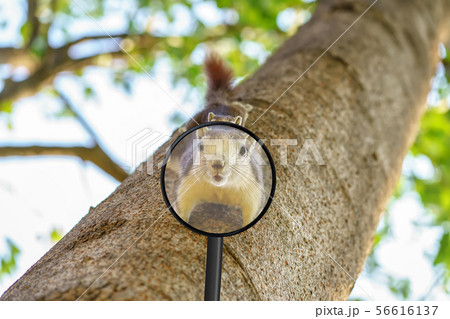 Look squirrel through a magnifying glass Look squirrel through a magnifying glass 56616137