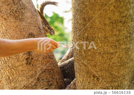 Nuts on the spoon Nuts on the spoon 56616138