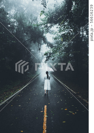 The road into the forest in the rainy season 56616239