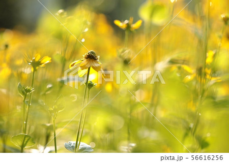 Cutleaf Coneflower - Rudbeckia laciniata 56616256