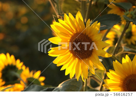Sunflower - Helianthus annuus in the field at dusk 56616257