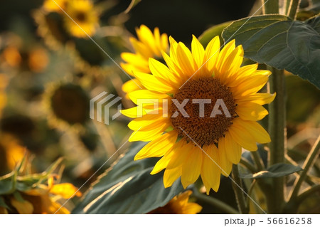 Sunflower - Helianthus annuus in the field at dusk 56616258