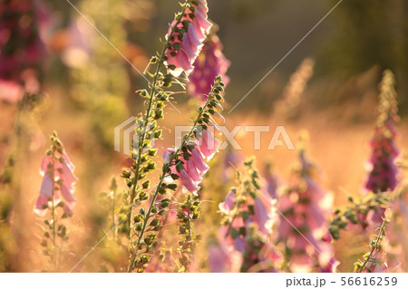Purple foxglove - Digitalis purpurea at dawn 56616259