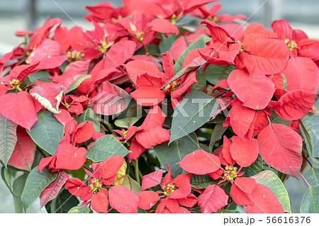 Poinsettia Poinsettia 56616376