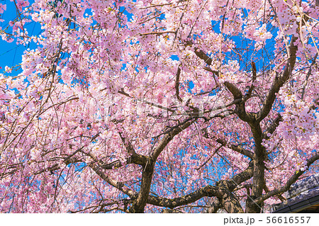 Cherry blossom (Sakura) in philosopher's path  56616557