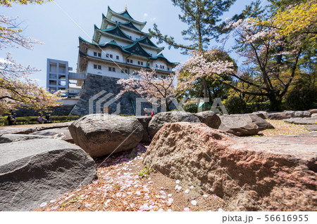 Cherry blossom petals with Nagoya castle 56616955