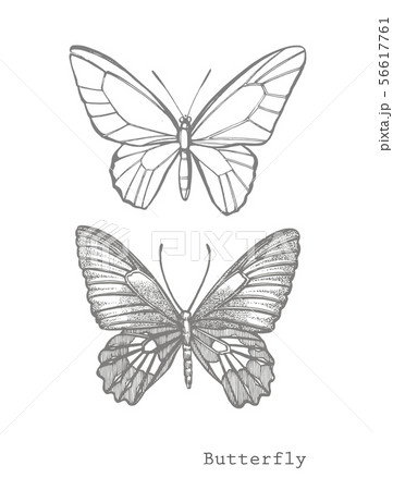 Butterflies silhouettes. Butterfly icons isolated on white background. Graphic illustration 56617761