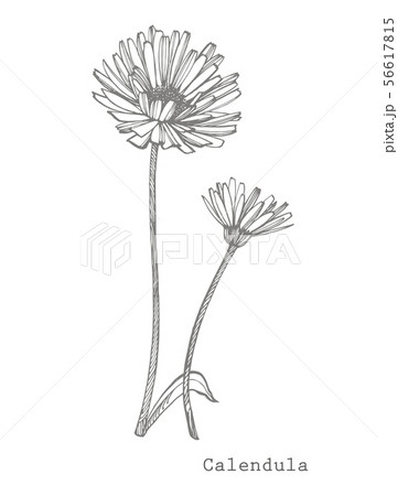 Calendula or daisy flower. Botanical illustration. Good for cosmetics, medicine, treating Calendula or daisy flower. Botanical illustration. Good for cosmetics, medicine, treating 56617815