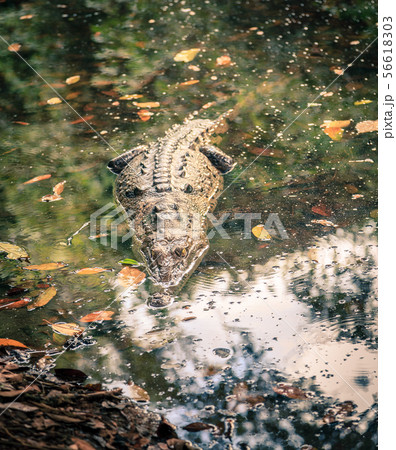 Crocodile in a lagoon in Costa Rica 56618303