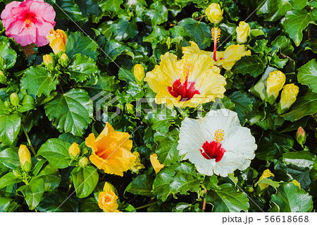 Beautiful of colorful hibiscus flowers Beautiful of colorful hibiscus flowers 56618668