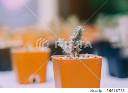 Variety of Small cactus and succulent plants 56618726