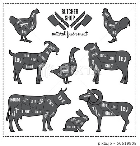 Illustrations of domestic animals silhouettes with cut lines of different parts Illustrations of domestic animals silhouettes with cut lines of different parts 56619908