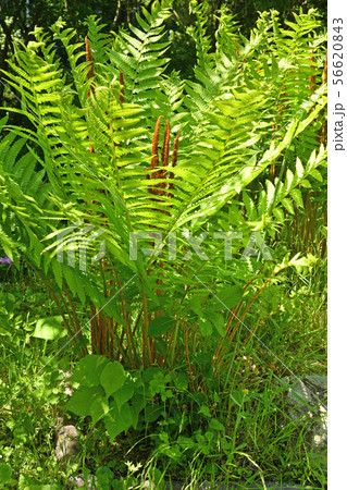 植物 ヤマドリゼンマイ ゼンマイ科の写真素材