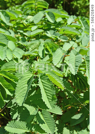 植物:カライトソウ バラ科 植物:カライトソウ バラ科 56620849