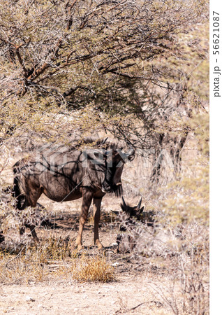 Wildebeest hiding behind a tree 56621087