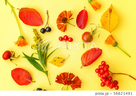 Autumn composition made of autumn plants viburnum, chokeberry rowan berries, dogrose, leaves and Autumn composition made of autumn plants viburnum, chokeberry rowan berries, dogrose, leaves and 56621491