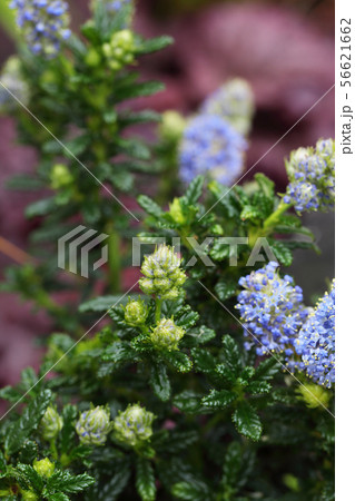 セアノツスの花芽 セアノツスの花芽 56621662