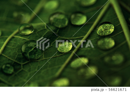 Drops of transparent rain water on a green leaf, Drops of transparent rain water on a green leaf, 56621671