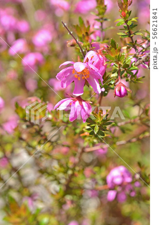 植物：ルエリア・シンプレクス　キツネノマゴ科 56621841