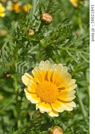 植物:シュンギク キク科 植物:シュンギク キク科 56621845
