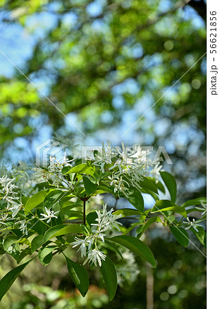 樹木:ヒトツバタゴ モクセイ科 樹木:ヒトツバタゴ モクセイ科 56621856