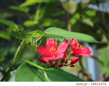 ナンヨウザクラ   Muntingia calabura 56622078