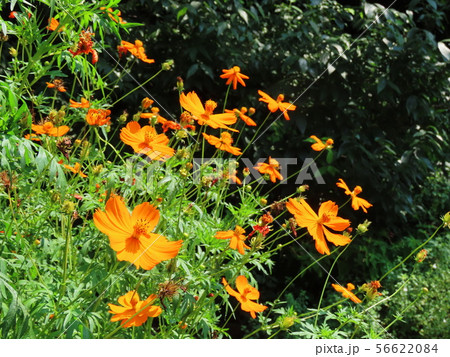 キバナコスモス Cosmos sulphureus キバナコスモス Cosmos sulphureus 56622084