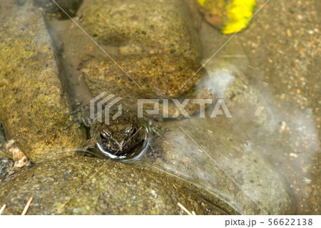 水から顔を出しているツチガエル 56622138