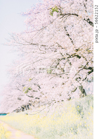 豊川 佐奈川 桜 菜の花 豊川 佐奈川 桜 菜の花 56622152