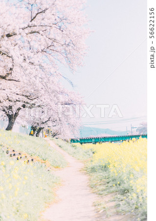 豊川　佐奈川　桜　菜の花 56622156